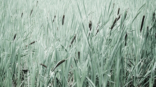 Une photo complète d'un champ de blé