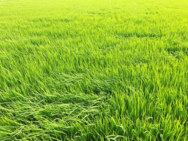 Une photo complète d'un champ de riz