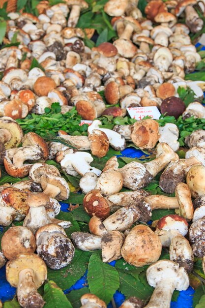 Photo une photo complète de champignons comestibles