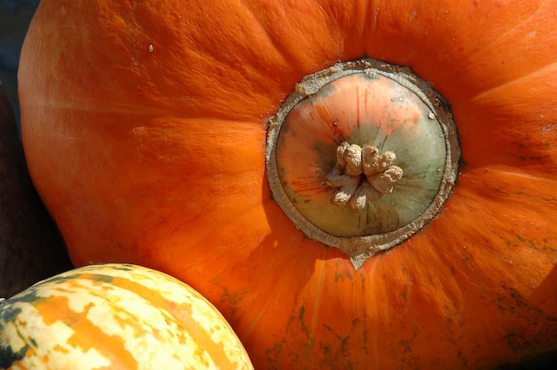 Une photo complète de la citrouille.