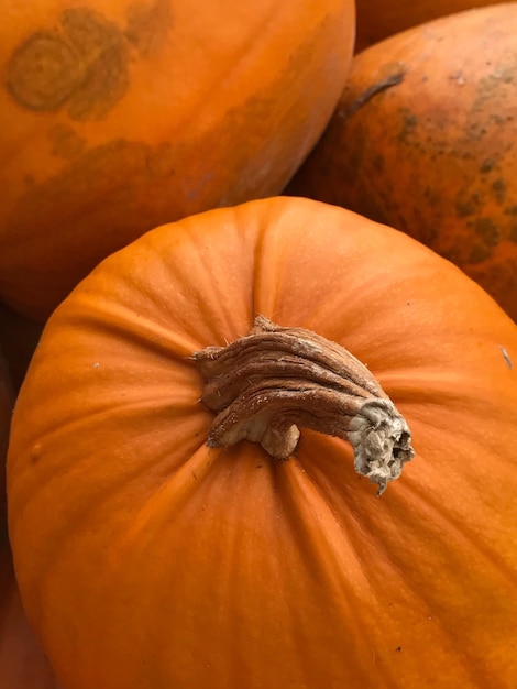 Une photo complète de citrouilles à vendre sur le marché.