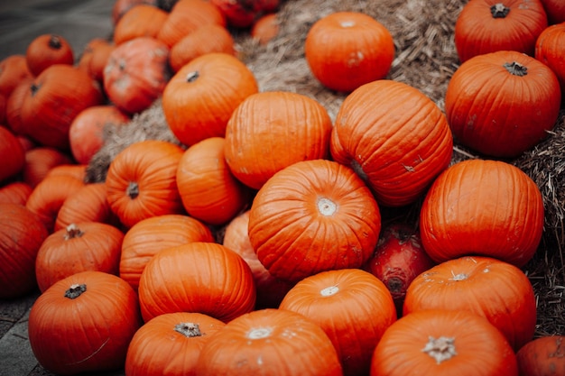 Une photo complète de citrouilles à vendre.