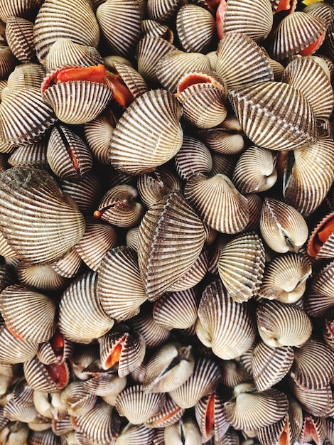 Photo une photo complète des coquillages de fruits de mer