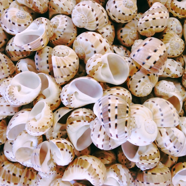 Une photo complète des coquillages