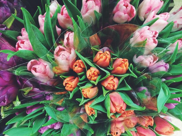 Une photo complète du bouquet de tulipes