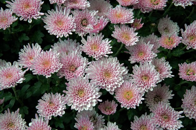 Une photo complète du chrysanthème rose