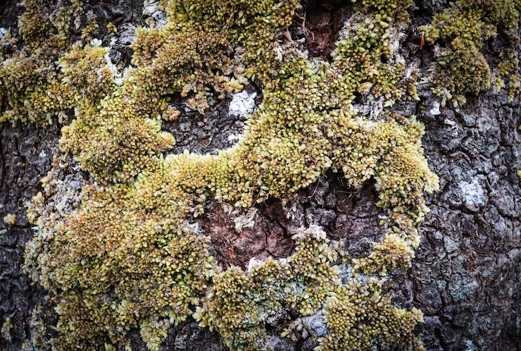 Photo une photo complète du lichen qui pousse sur la roche