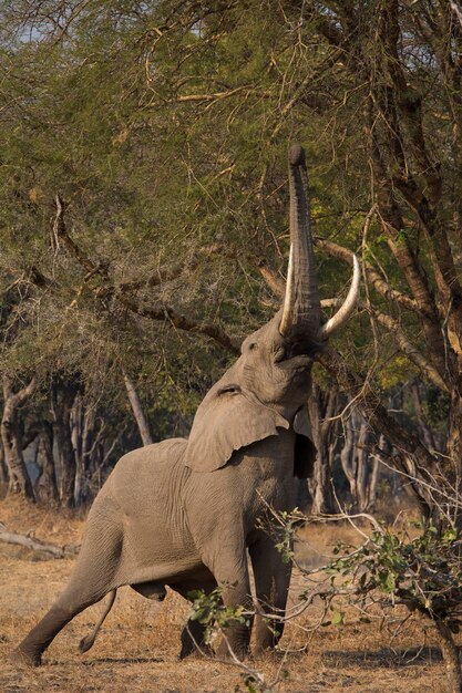 Photo une photo complète d'un éléphant