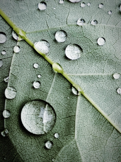 Une photo complète d'une feuille mouillée