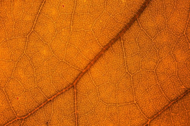 Une photo complète d'une feuille d'orange en automne