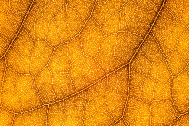 Une photo complète d'une feuille d'orange en automne