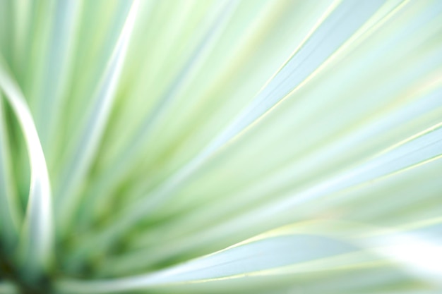 Photo une photo complète d'une feuille de palmier