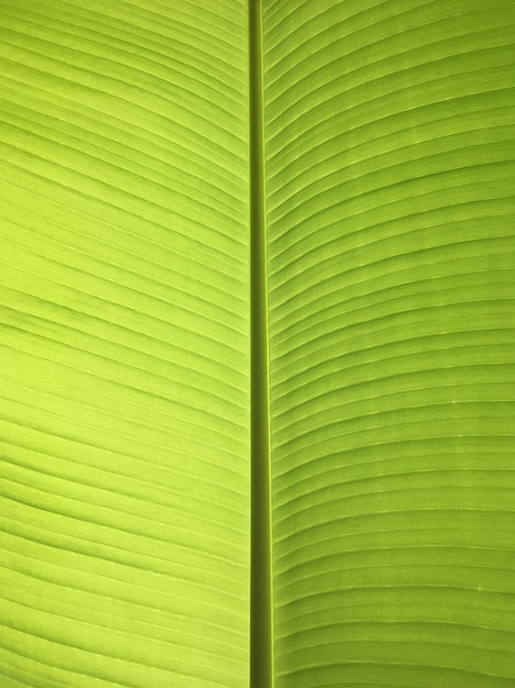 Photo une photo complète d'une feuille de palmier