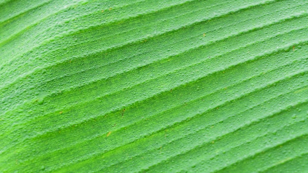 Une photo complète d'une feuille de palmier