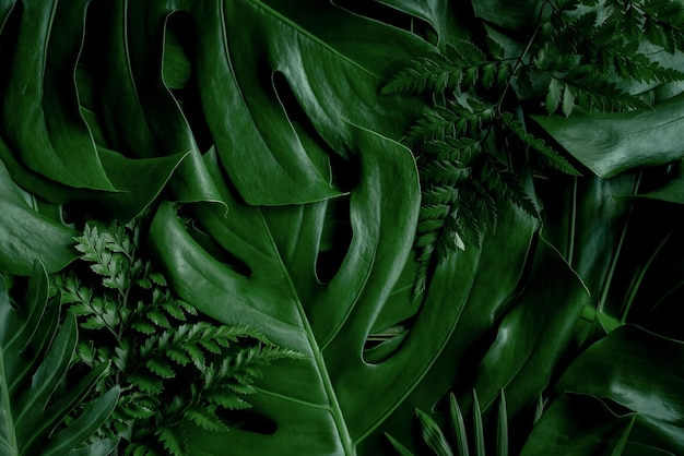 Une photo complète d'une feuille verte fraîche