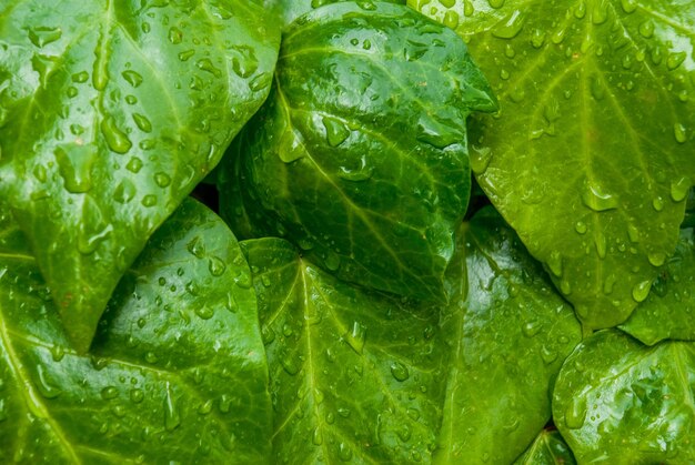 Photo une photo complète d'une feuille verte mouillée