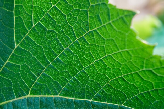 Photo une photo complète d'une feuille verte