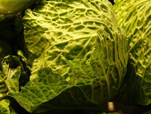 Une photo complète d'une feuille verte