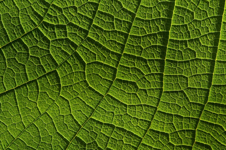 Photo une photo complète d'une feuille verte