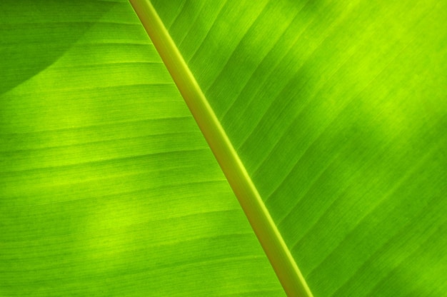 Une photo complète d'une feuille verte