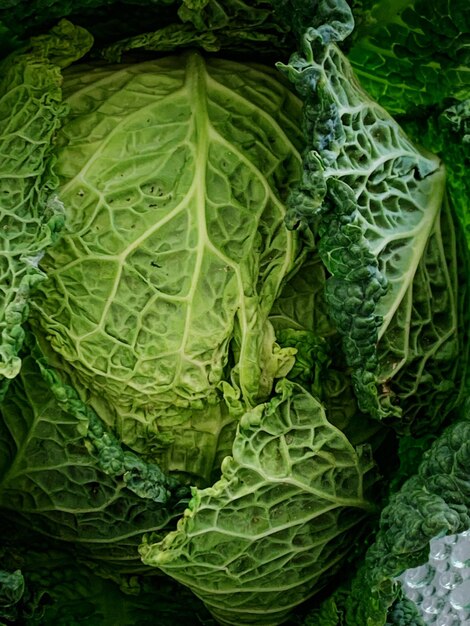 Photo une photo complète d'une feuille verte