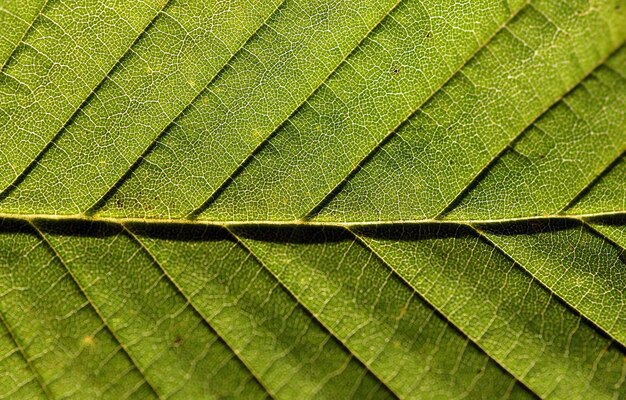 Photo une photo complète d'une feuille verte