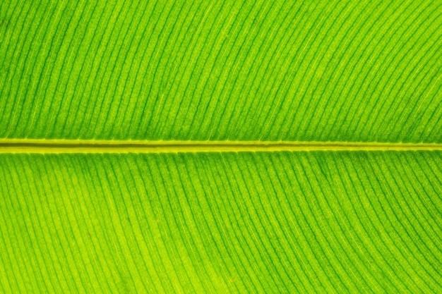 Une photo complète d'une feuille verte