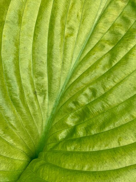 Photo une photo complète d'une feuille verte