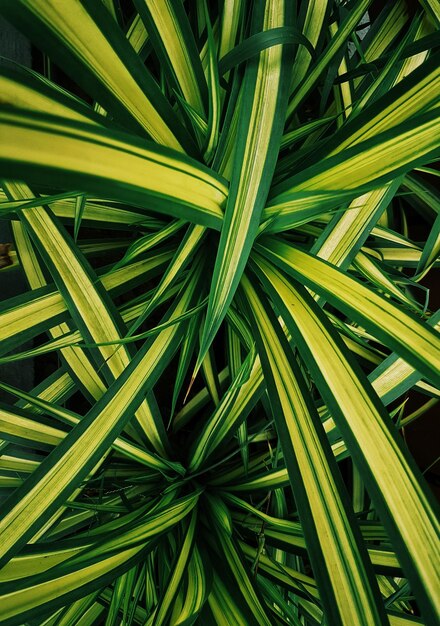 Photo une photo complète d'une feuille verte