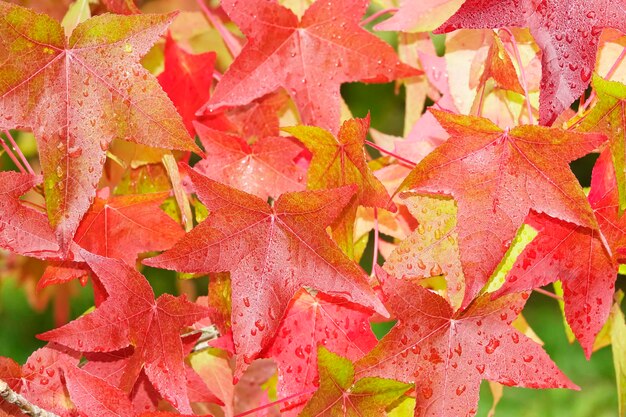 Photo une photo complète des feuilles d'ambre rouge à l'automne