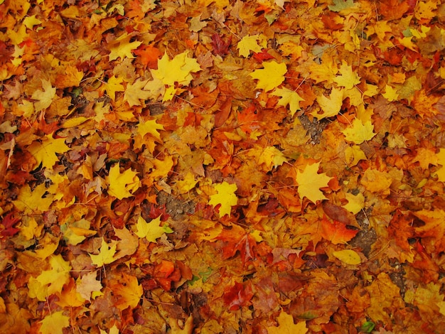 Photo une photo complète des feuilles d'automne tombées sur la terre ferme.