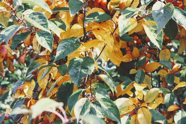 Photo une photo complète des feuilles d'automne