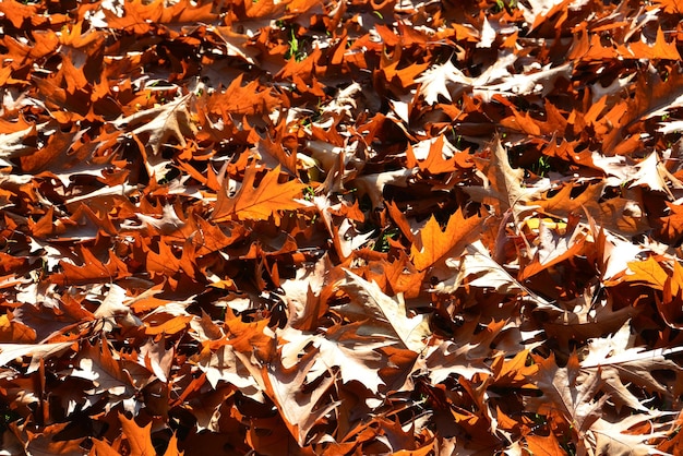 Une photo complète des feuilles à l'automne