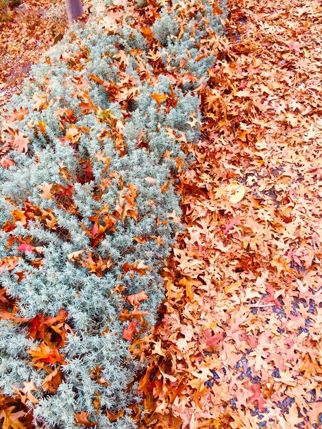 Photo une photo complète des feuilles d'automne