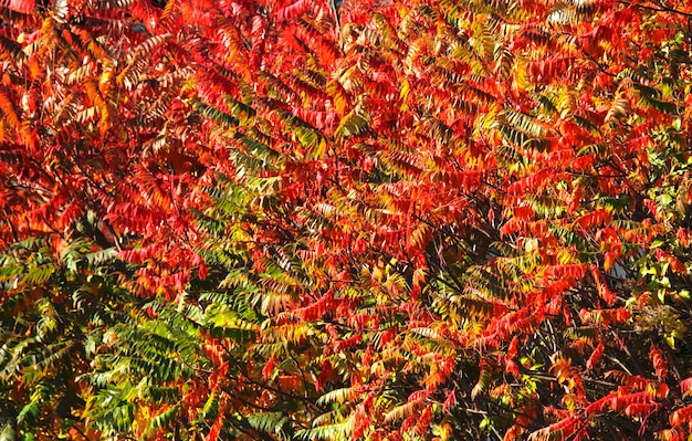 Photo une photo complète des feuilles d'automne