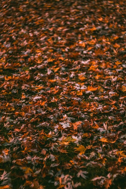 Photo une photo complète des feuilles d'automne