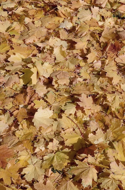 Photo une photo complète des feuilles d'automne