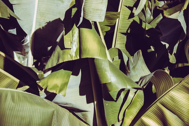 Une photo complète des feuilles de banane.