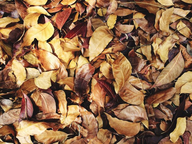 Une photo complète de feuilles d'érable sèches