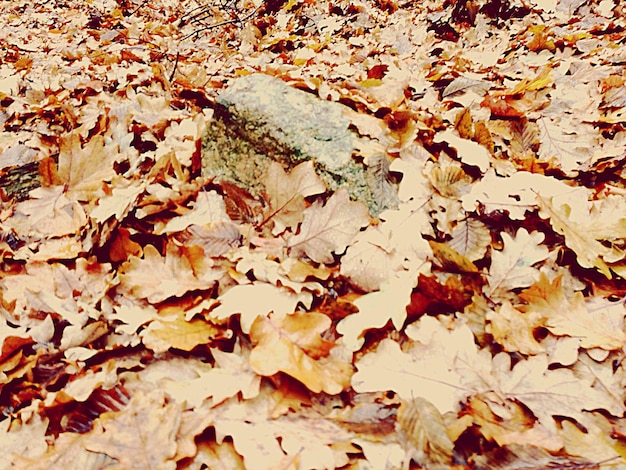 Photo une photo complète des feuilles d'érable