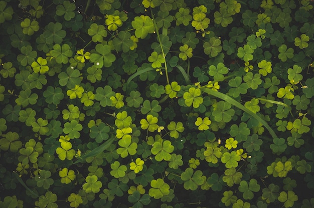 Photo une photo complète des feuilles flottant sur la plante