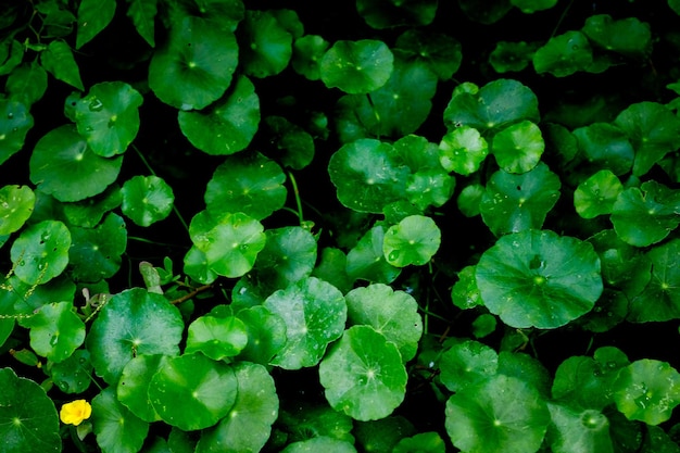 Photo une photo complète des feuilles mouillées