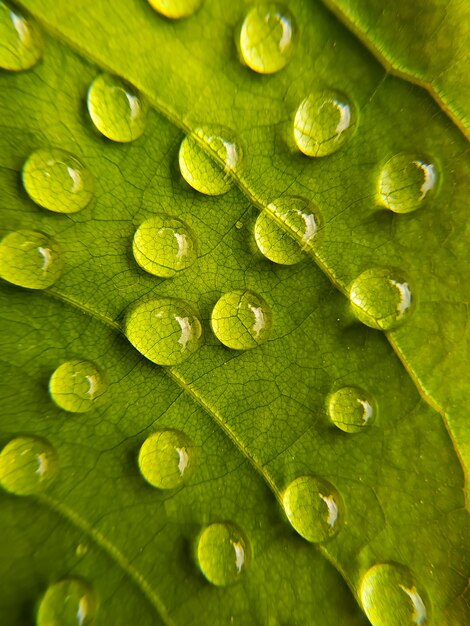 Photo une photo complète des feuilles mouillées