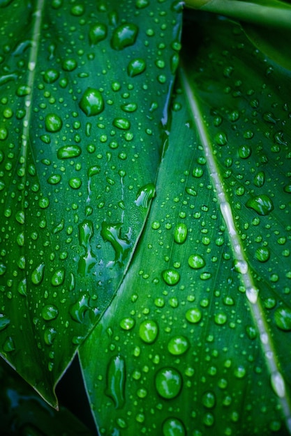 Photo une photo complète des feuilles mouillées