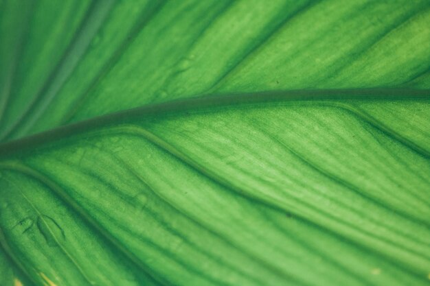 Photo une photo complète des feuilles de palmier