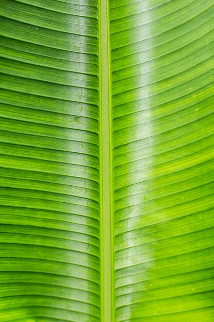 Photo une photo complète des feuilles de palmier