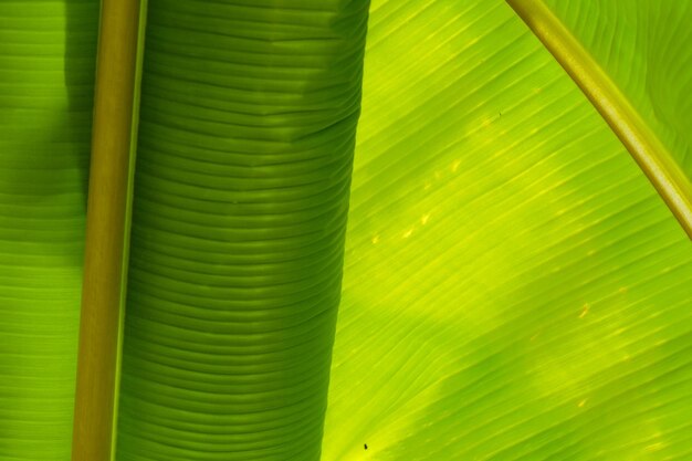 Photo une photo complète de feuilles de palmier