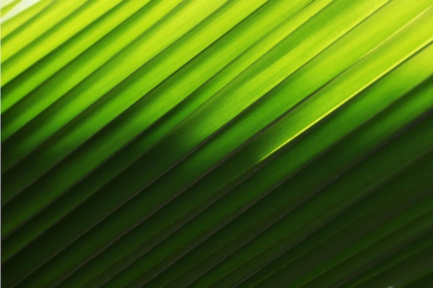 Une photo complète des feuilles de palmier