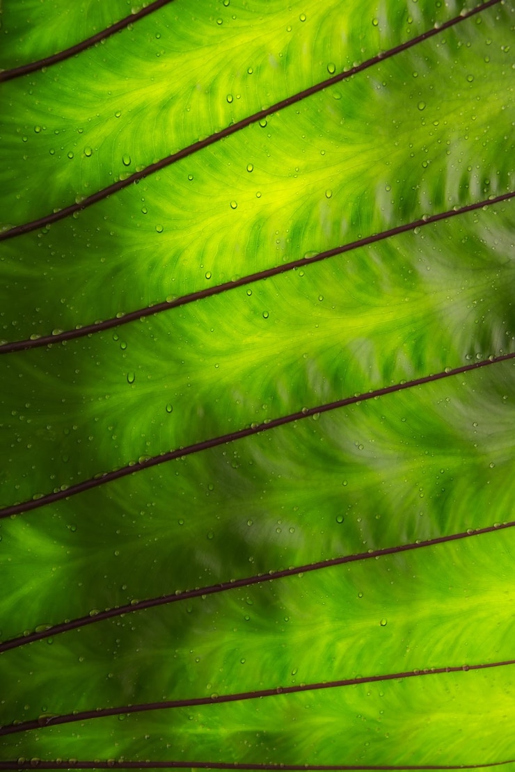 Photo une photo complète des feuilles de la plante