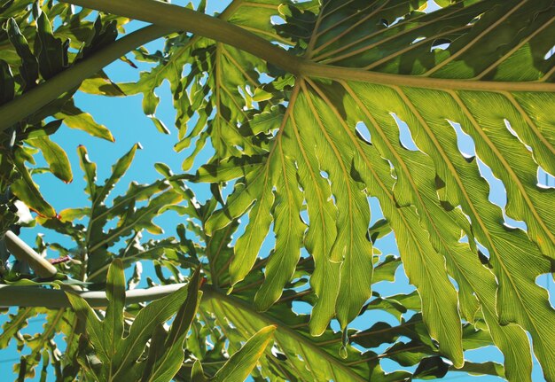 Une photo complète des feuilles qui poussent sur l'arbre.